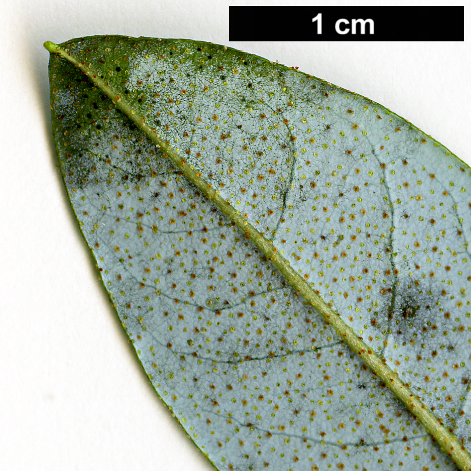 High resolution image: Family: Ericaceae - Genus: Rhododendron - Taxon: glaucophyllum